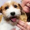 Photos: Two New Adorable Dog Breeds At This Year's Westminster Dog Show